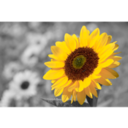 ISplash v3.0 MacOSX Retail-CORE